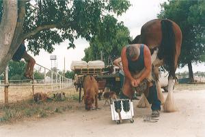 Trimming "Dallas" - lovely old Clydesdale