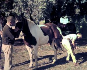 Sandy Sutherland, farrier, shoeing a horse as a learner